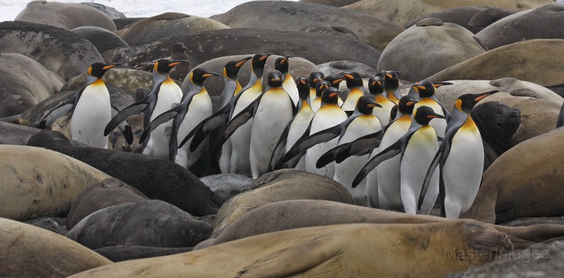 IMG_3930c.jpg - King Penguin (Aptenodytes patagonicus)